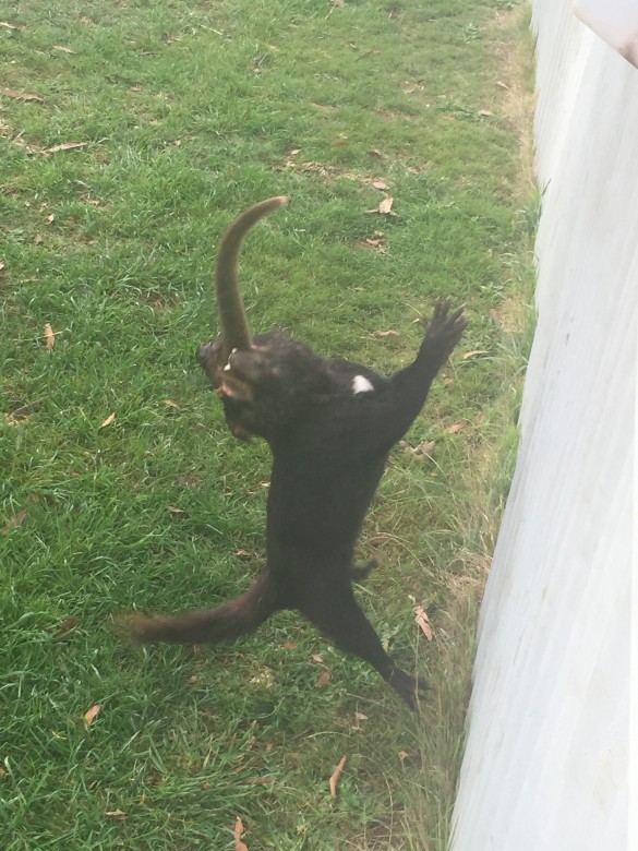 Tasmanian Devil eating a wallaby tail