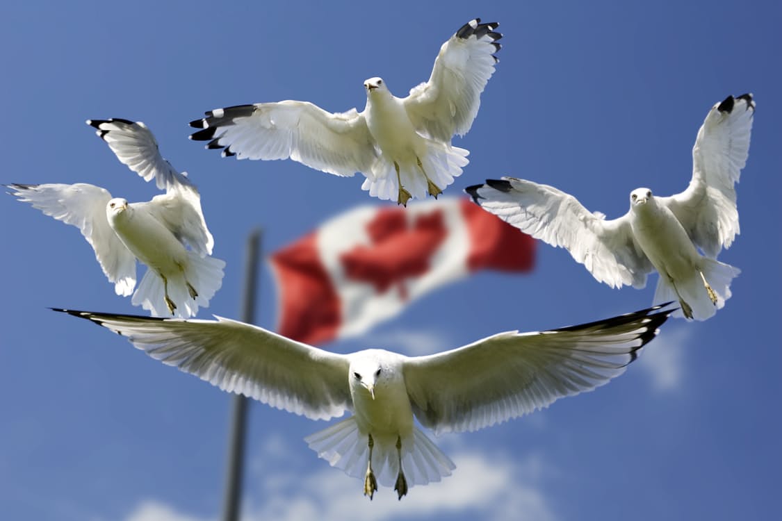 a group of white birds flying in the sky
