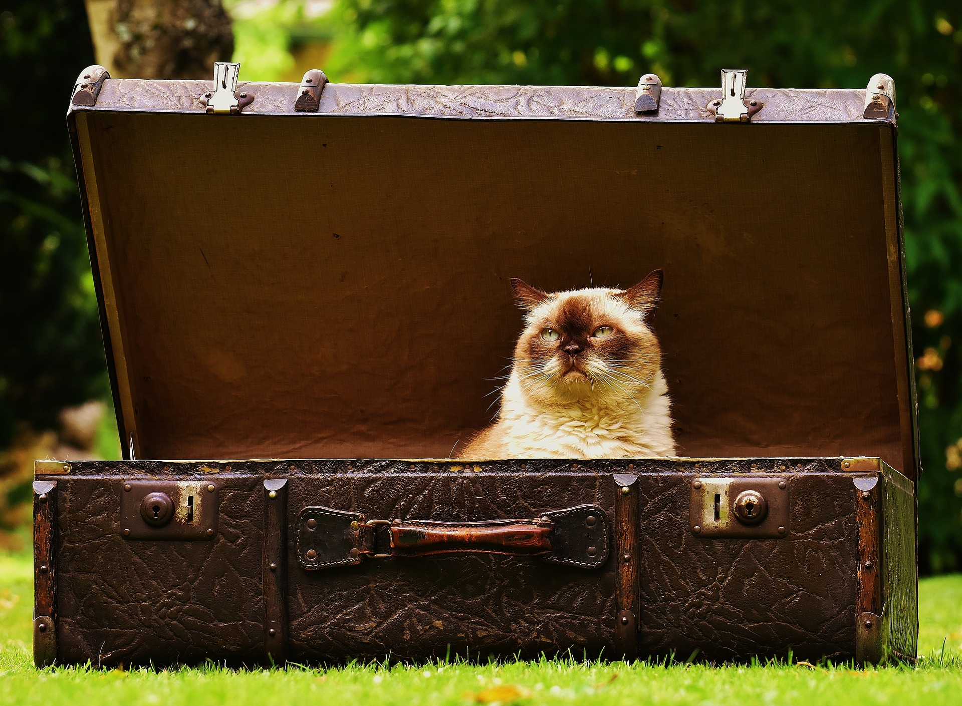 a cat sitting in a suitcase