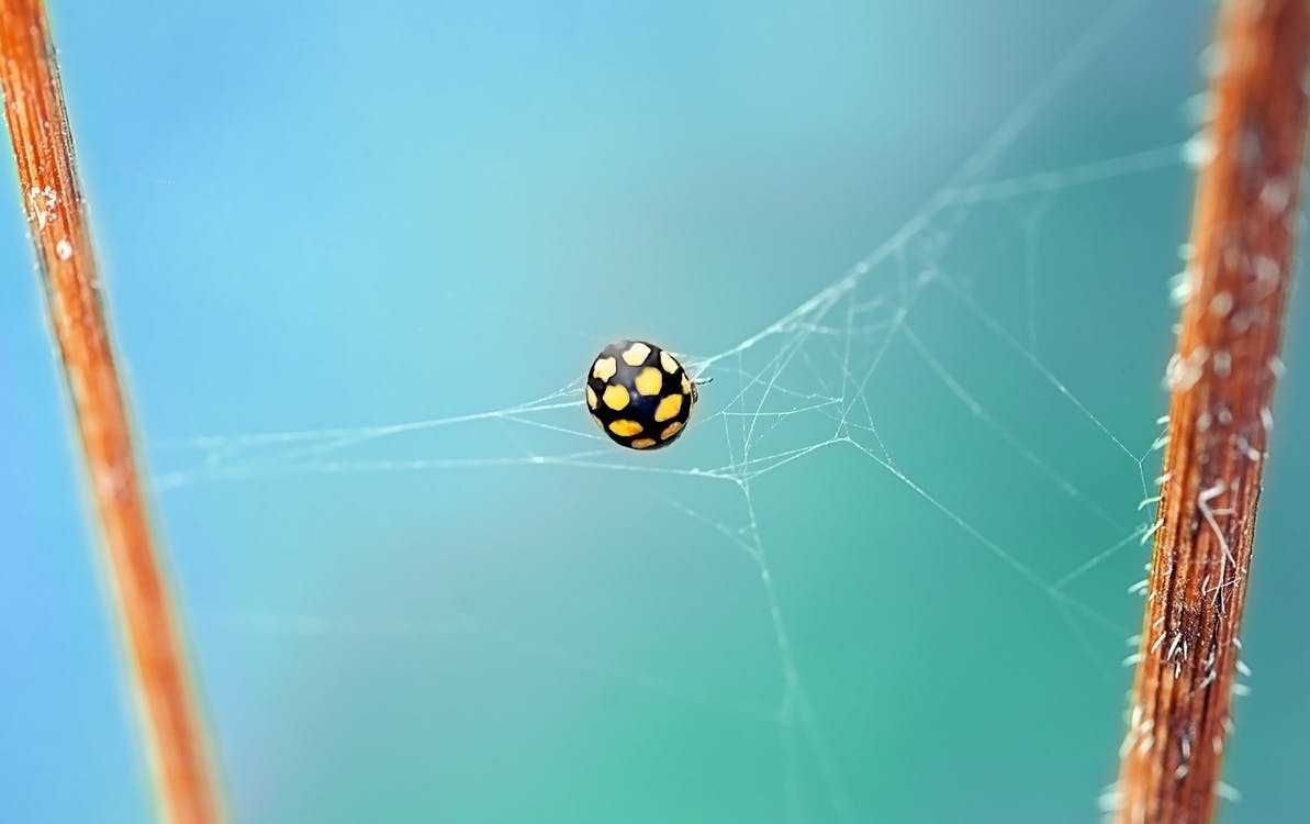 a ladybug on a web